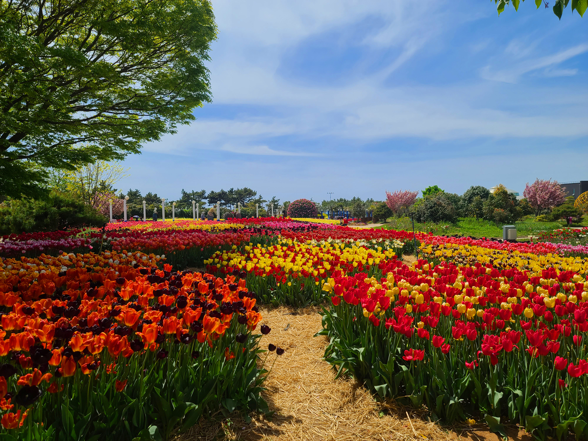 태안-세계튤립꽃박람회-사진2