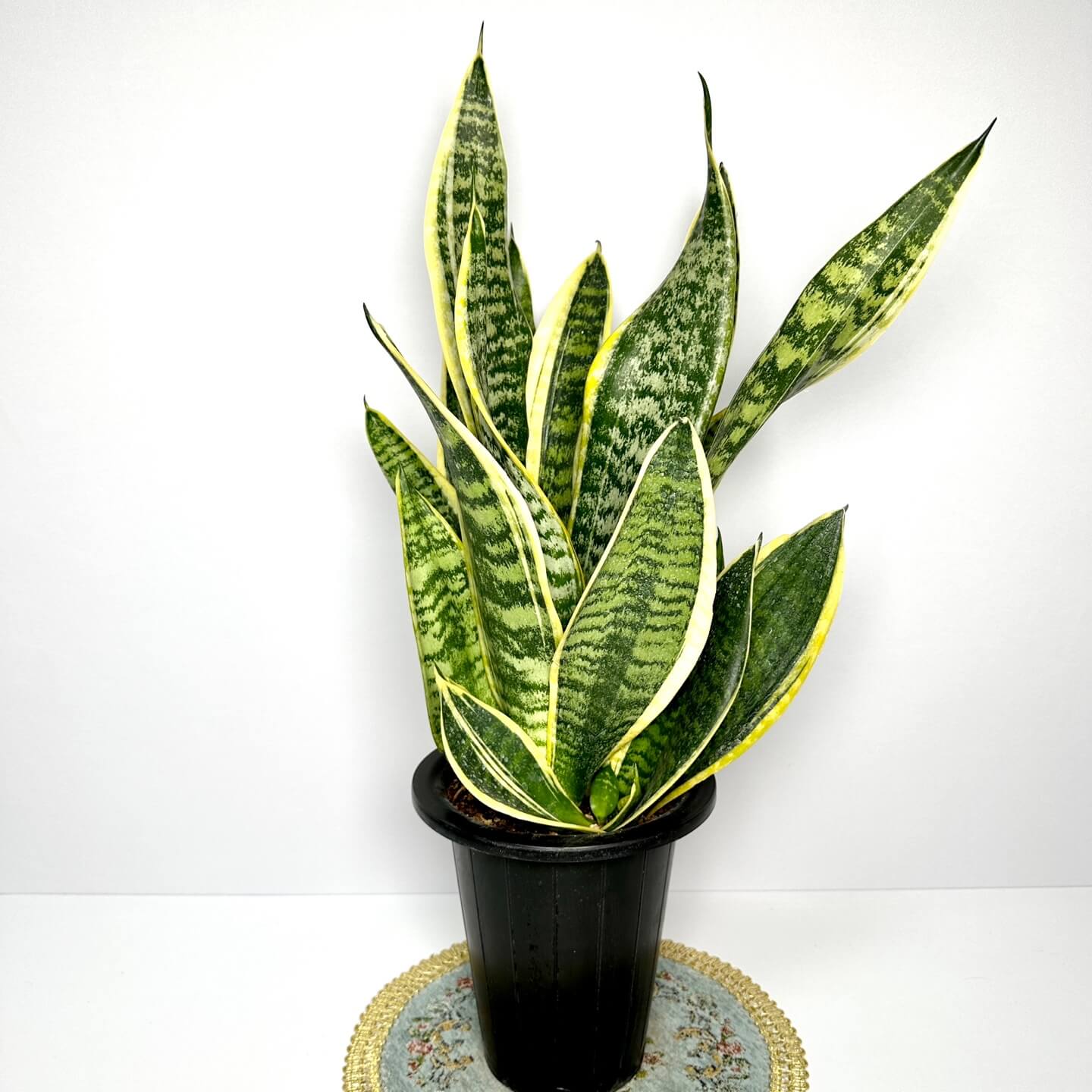 나사(NASA)선정 공기정화식물