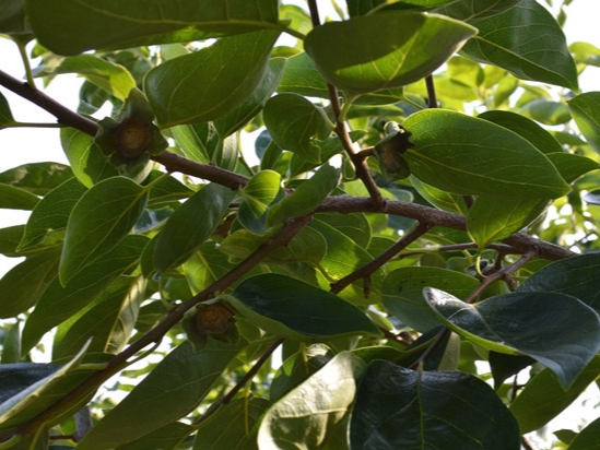 감나무 약치는 시기