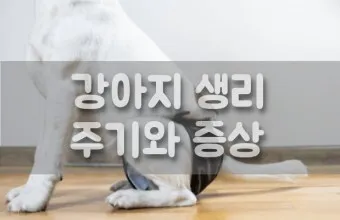 강아지 생리 기간 주의 사항_17