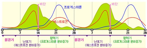 월경 주기에 따른 에스트로겐 프로게스테론 분비 변화