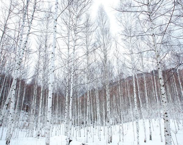 원대리 속삭이는 자작나무숲