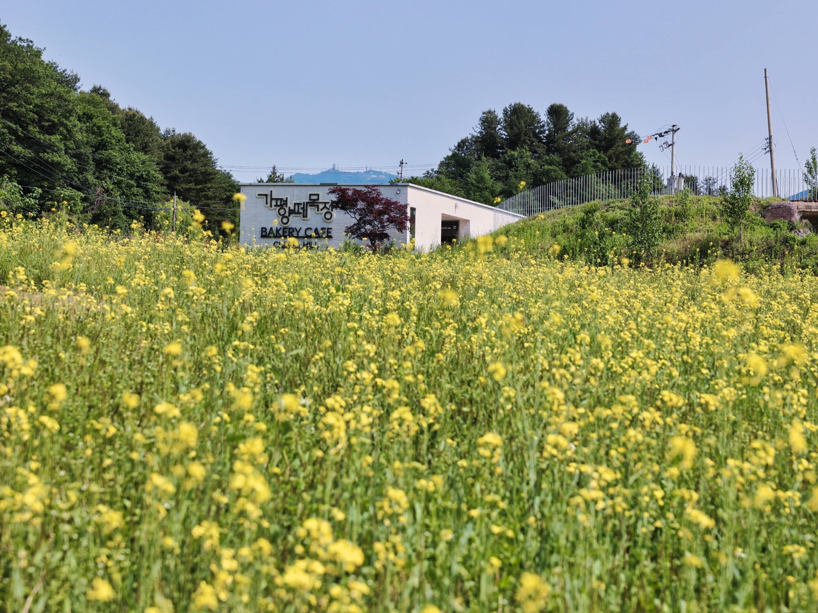 가평 양떼목장 유채꽃축제