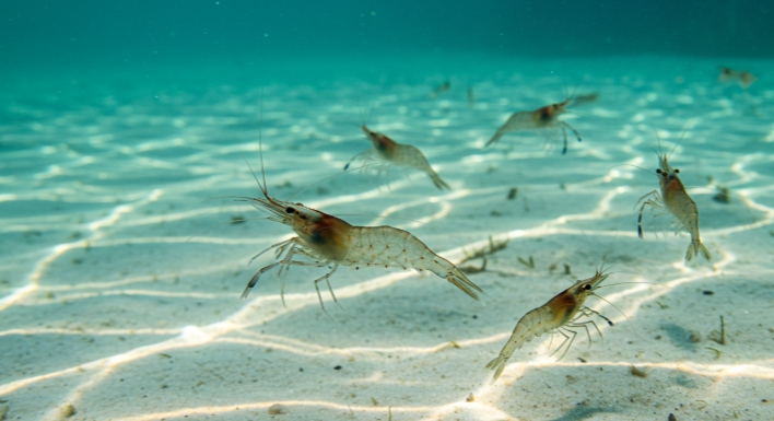 홍성 남당항 대하축제 가격 김희재 마이진 가수 공연 맛집 추천