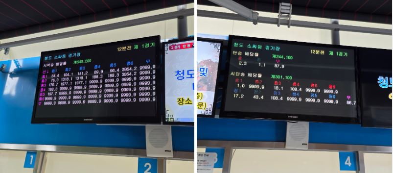 청도 소싸움 경기장