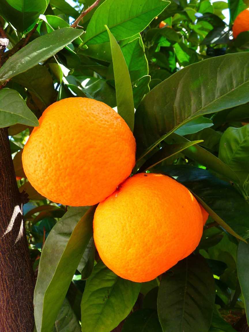오렌지 Orange