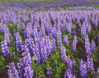 사르비아-보라색