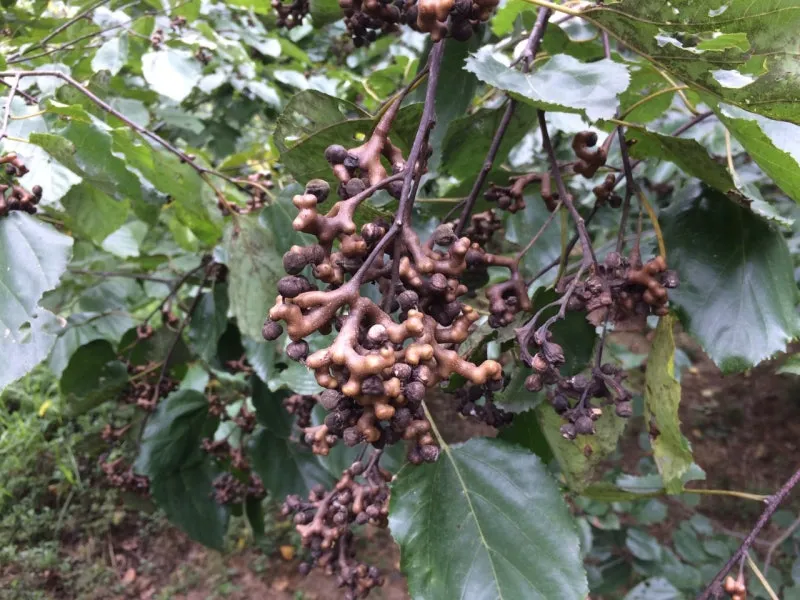 헛개나무 열매 수확시기와 관련한 농업 재배법_3