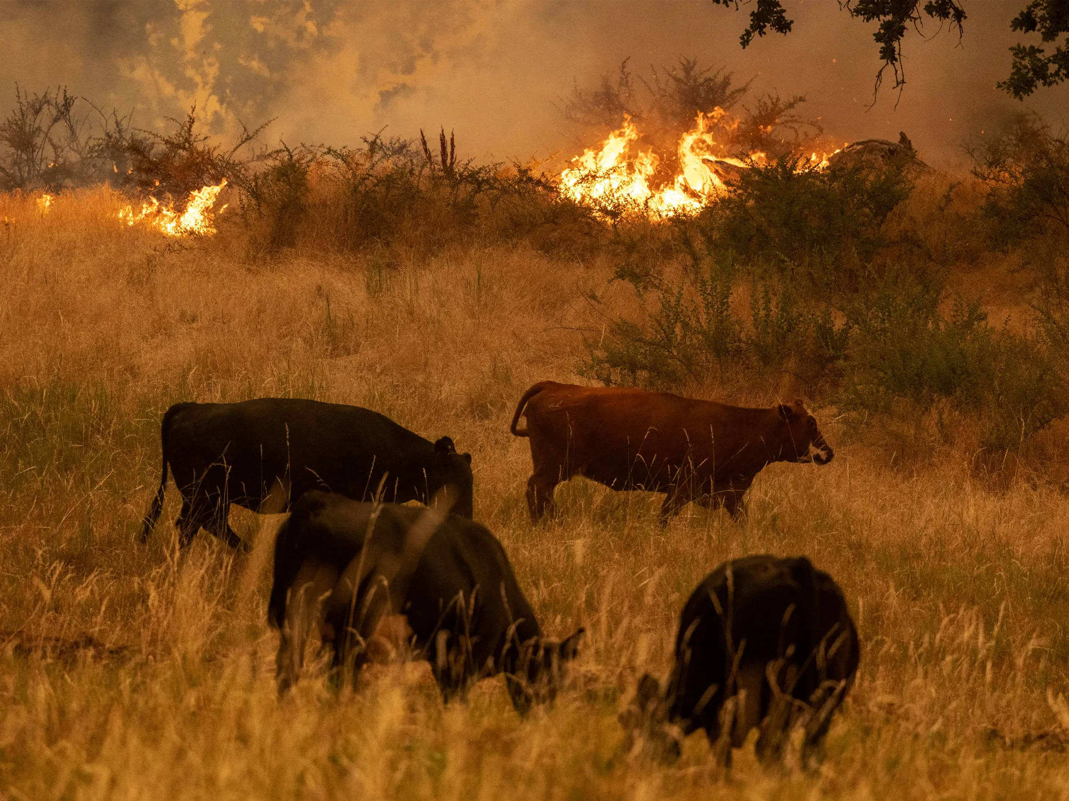 산불이 지나간 후 동물들은 어디로 갔을까요?