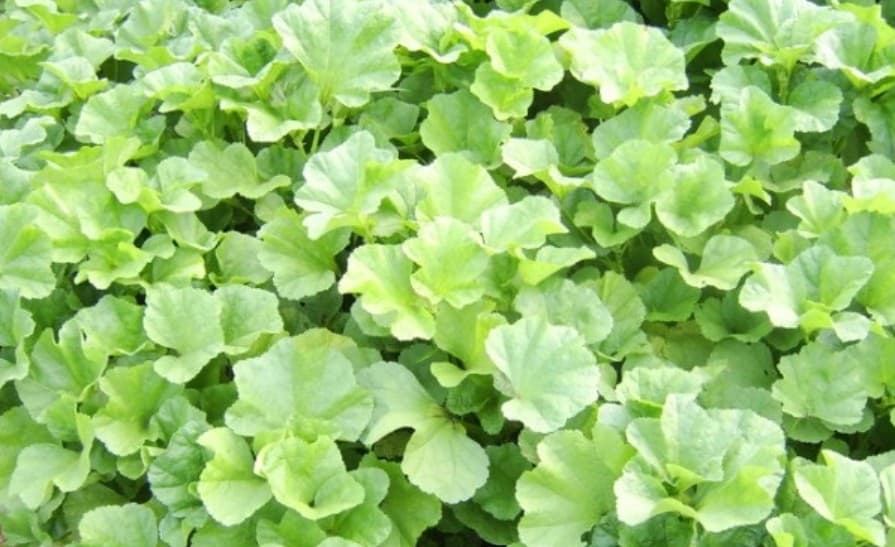 실내에서 자라는 아욱-된장국과 나물로 활용하는 부드러운 잎채소의 매력