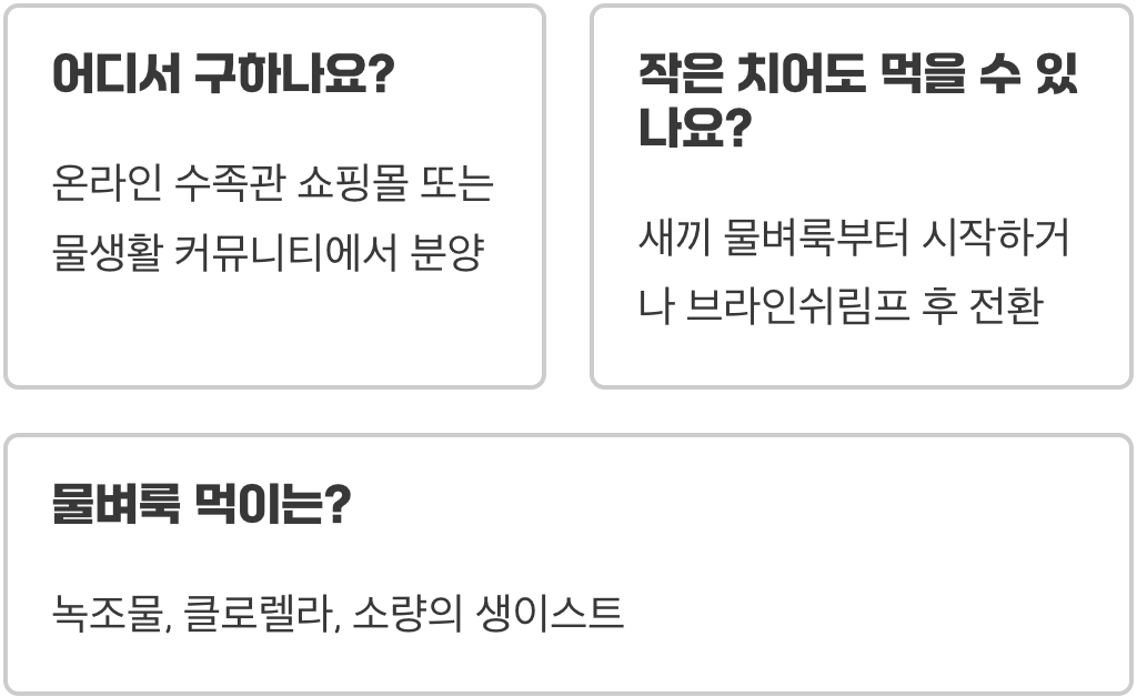 물벼룩&amp;#44; 치어 성장 속도를 높이는 최고의 먹이