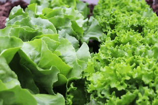 다이어트 식단 허브 샌드위치 썸네일