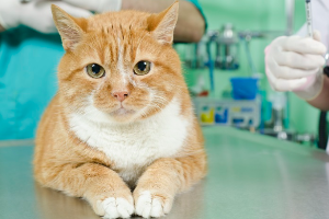 병원에서 진찰을 받으려는 고양이