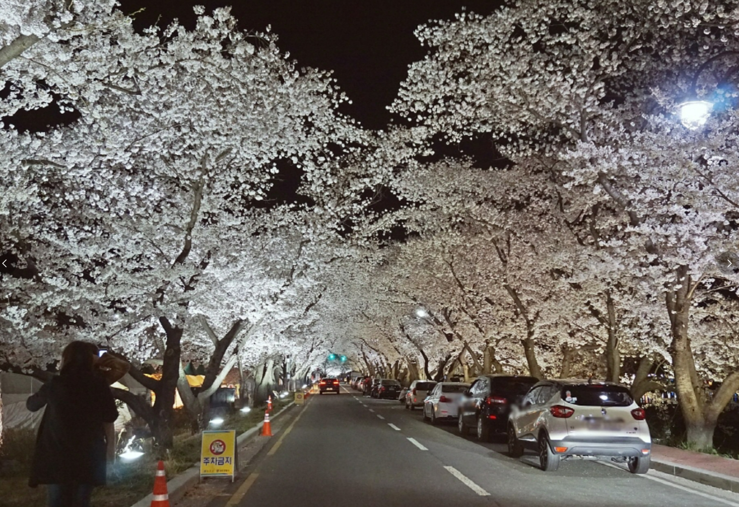 벚꽃-팝콘