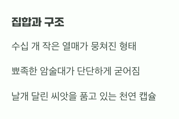 먼저 적을 알자, '고슴도치 열매'의 정체
