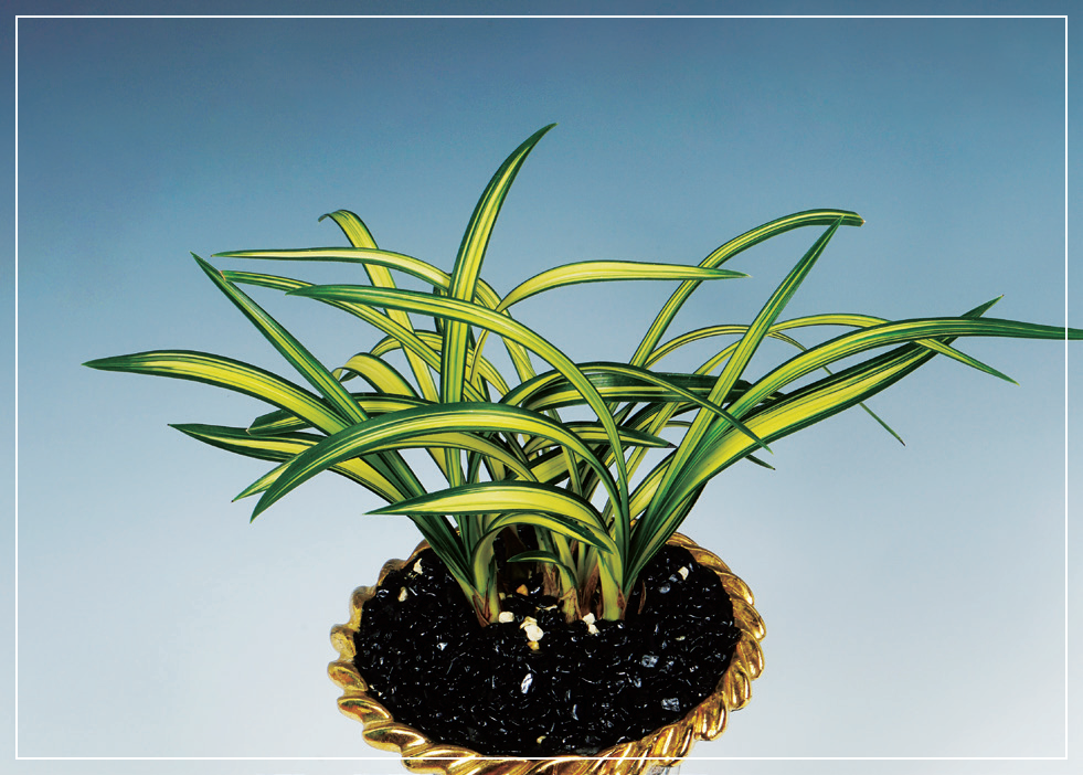 중투호 『진주수』