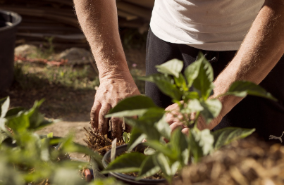 반려식물을 위한 흙 관리 가이드 🌱: 배합, 영양 공급, 환기, 배수의 모든 것
