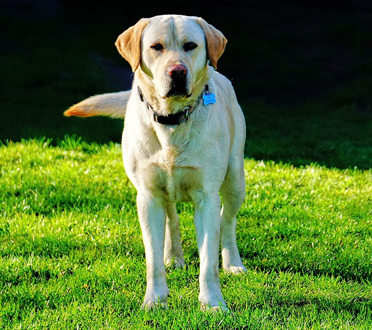 래브라도 리트리버