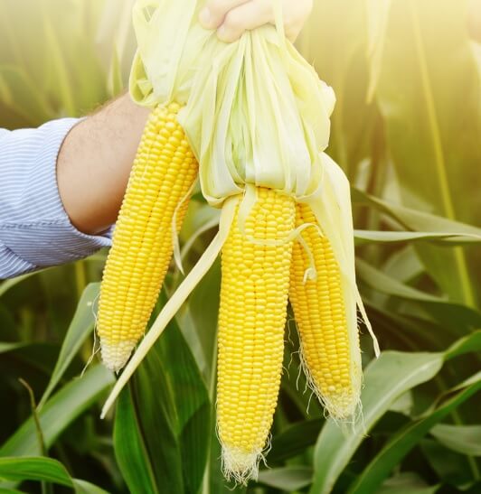 6시내고향 전남 해남 초당옥수수 주문방법 산이황금농원