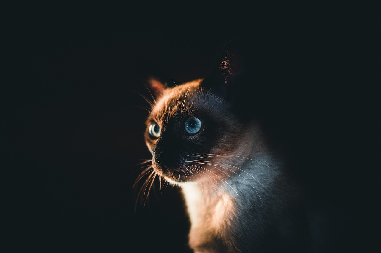 어둠 속의 고양이 옆모습