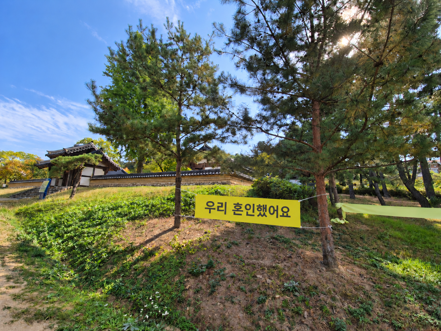 경산 영남대 민속촌 야외 전통혼례 포토존과 우리 혼인했어요 현수막이 걸린 소나무 풍경