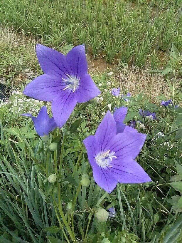 도라지(도라지차&amp;#44; 도라지청) 효능 9가지 및 부작용과 주의사항