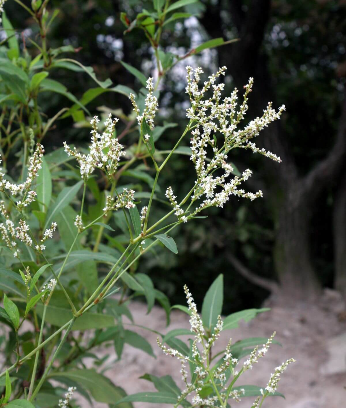 싱아-꽃과-줄기-잎