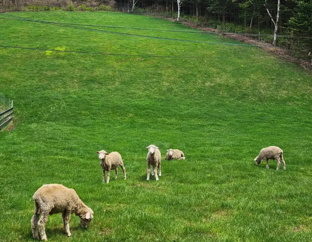 대관령-양떼목장-입장료-주차장-운영시간