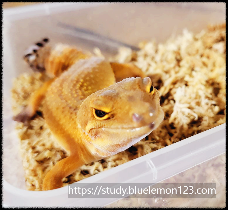 레오파드 게코 키우기