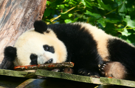 자이언트 판다 사진