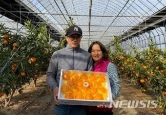 천혜향 재배 가지치기 봉지 씌우기 저장 요령_12