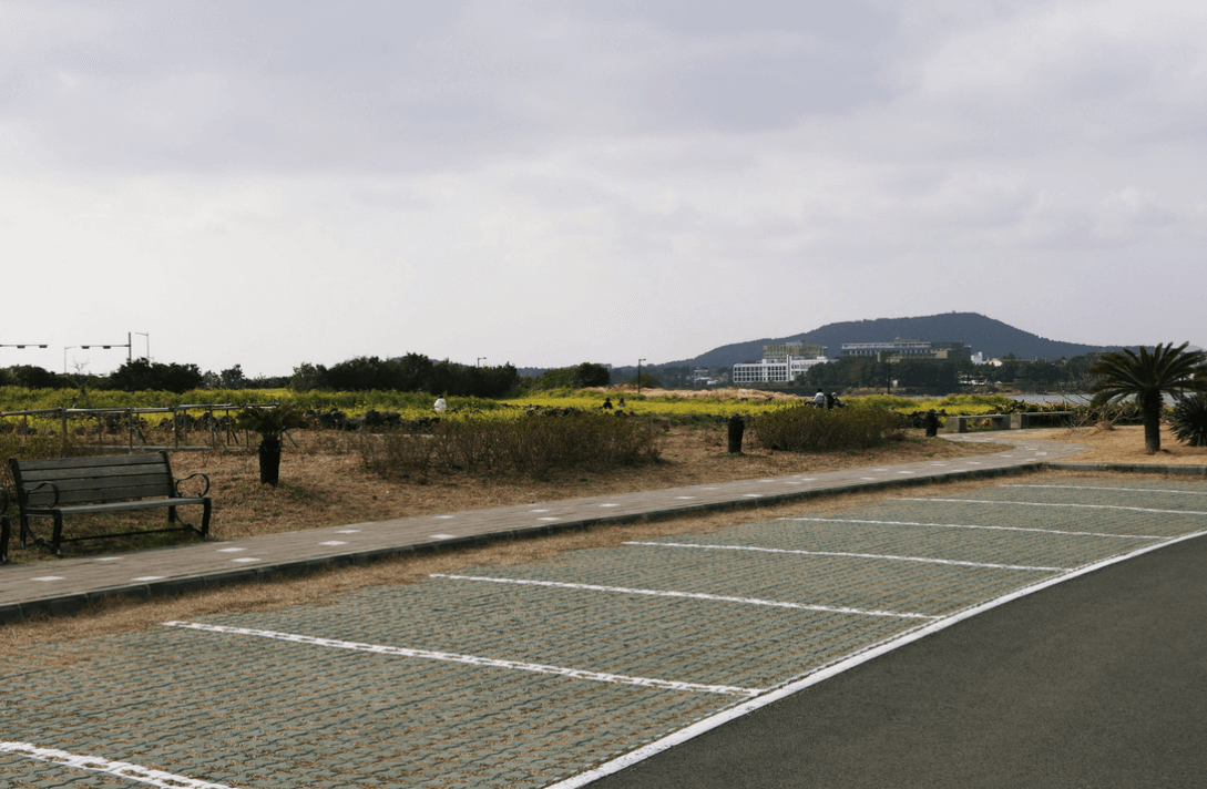 성산 유채꽃 재배 단지