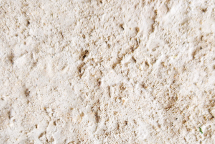 차가버섯 분말 효능 : 면역력