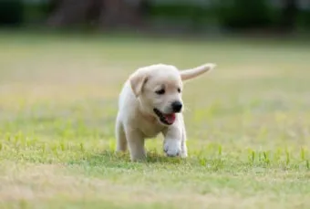 새끼강아지무료분양 멍멍이 가족 맞이 꿀팁_6