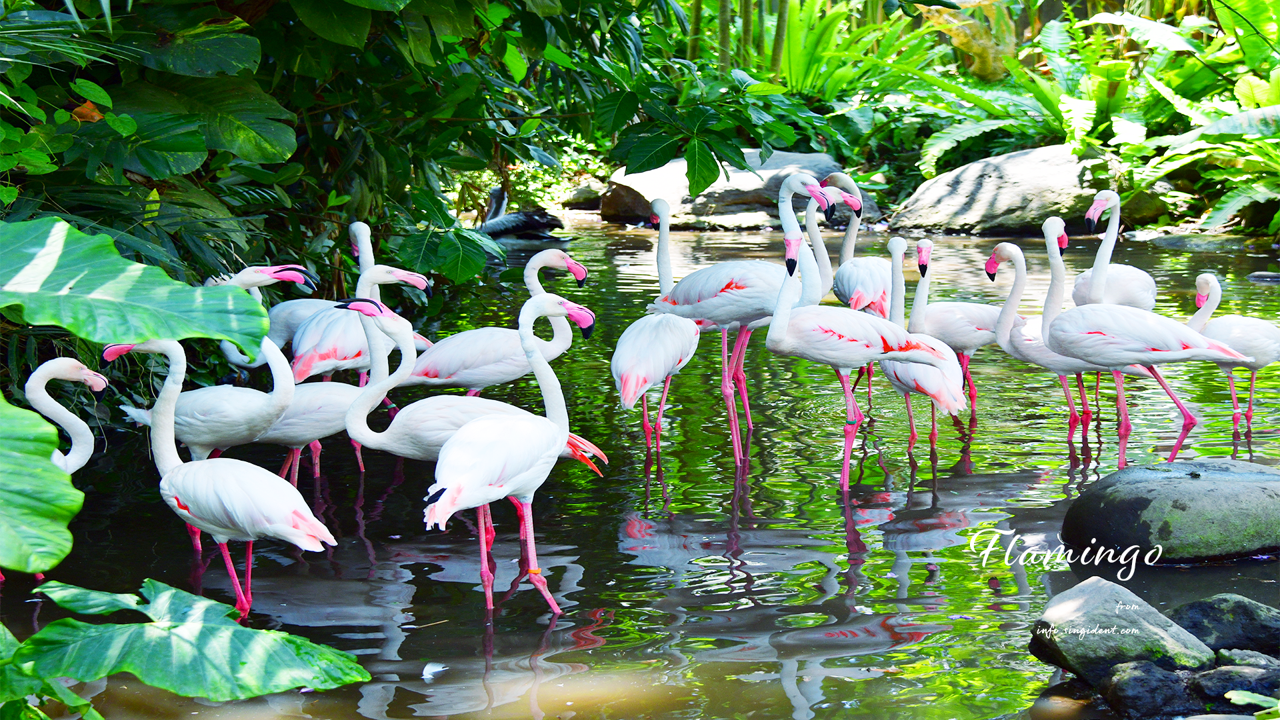 09 녹색잎과 플라밍고 무리 C - Flamingo 플라밍고배경화면