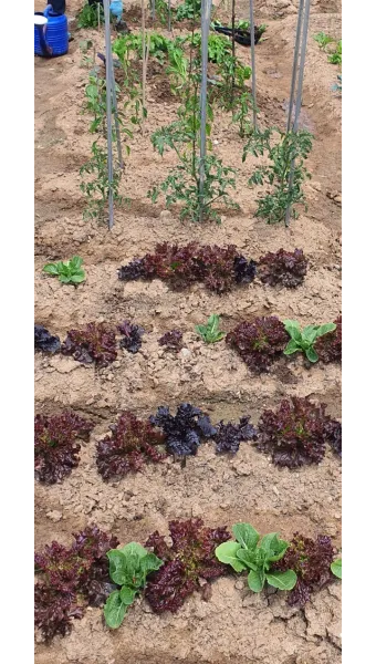 텃밭 가꾸기 모종 선택 파종 시기 물주기 비료 초보 가이드_16