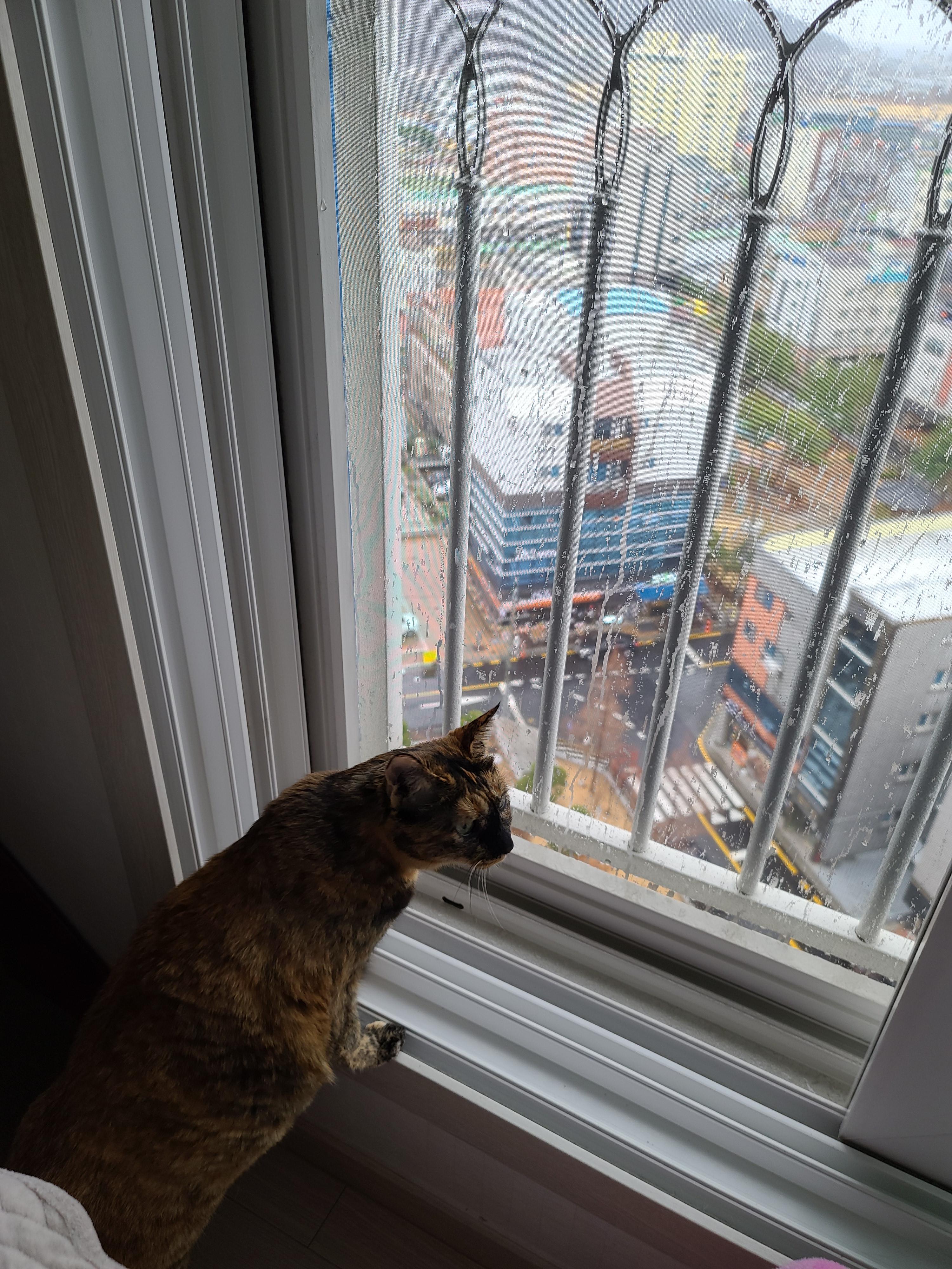 비오는 일요일 아침의 아홉냥이들.