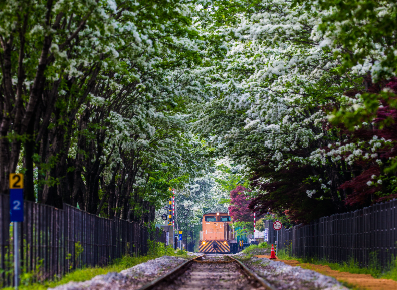 팔복동 철길 이팝나무3