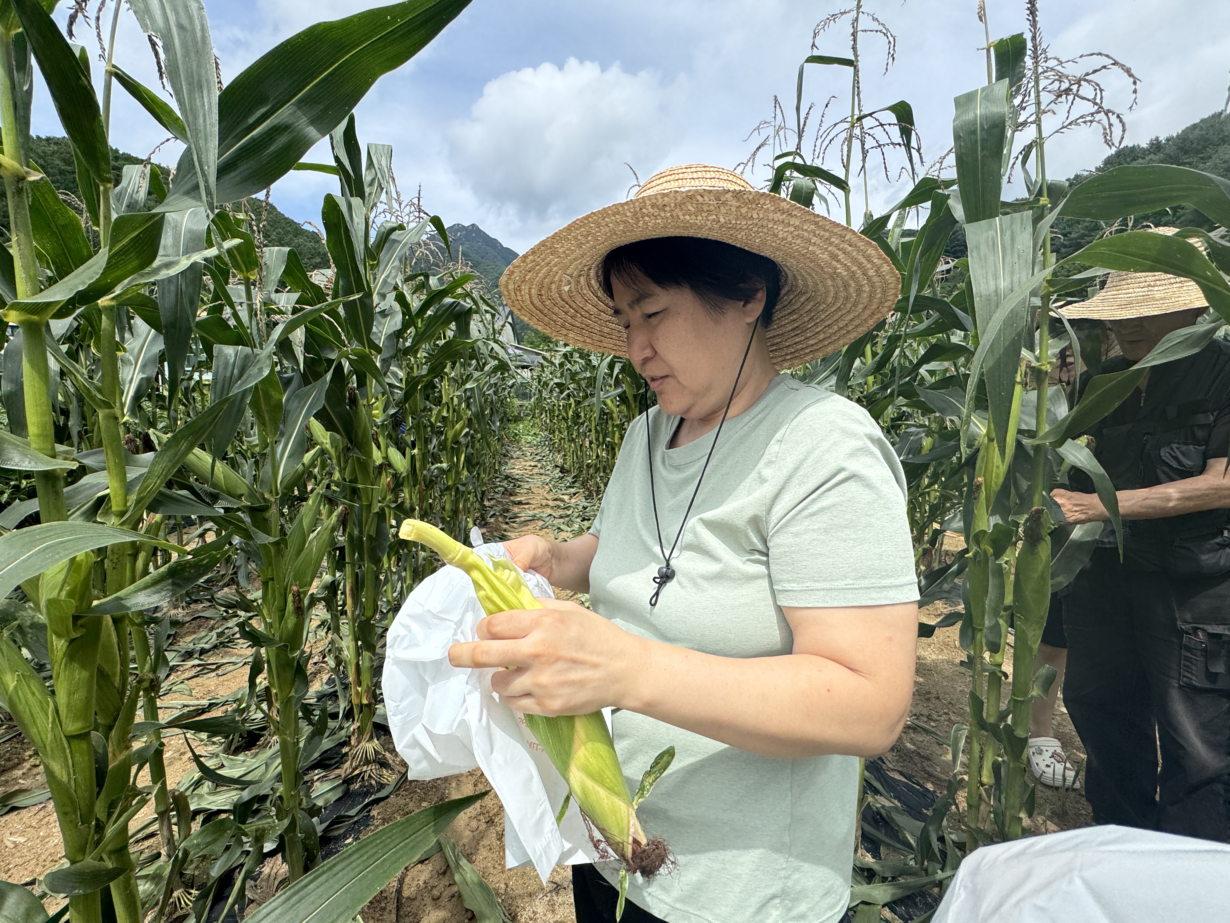 이미지설명: 옥수수를 따고 있는 모습