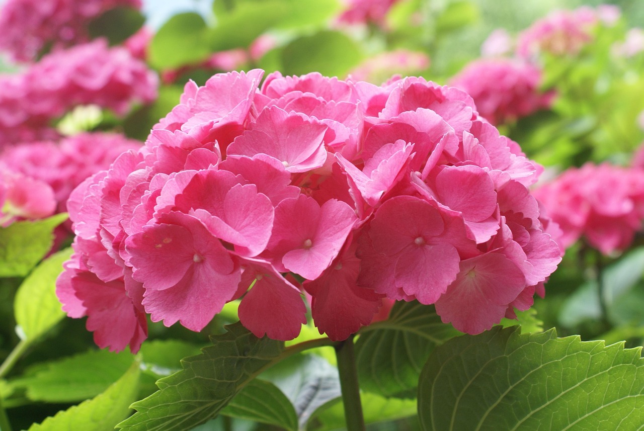 나주 느러지 전망대 수국