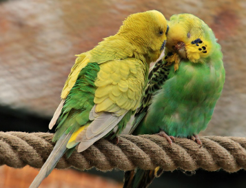 앵무새 훈련법 A to Z