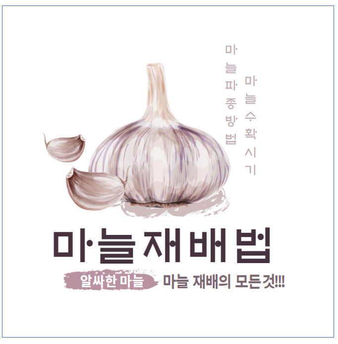 마늘재배