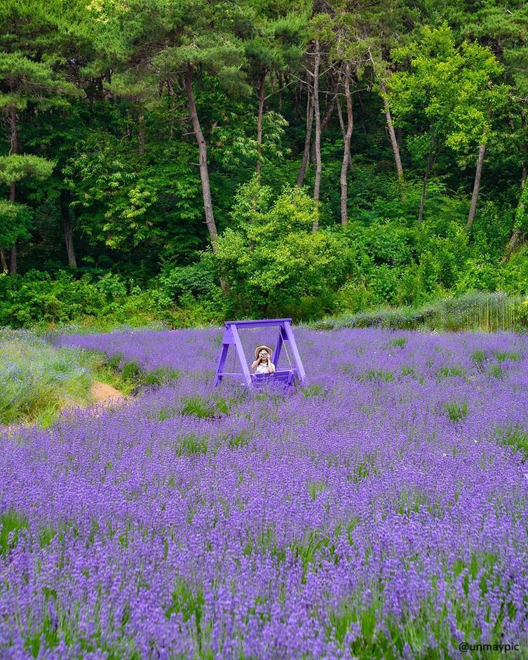 라벤더 명소 개화시기 꽃말