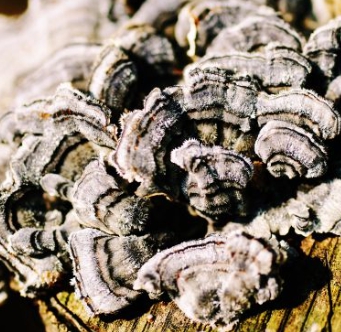 운지버섯의 종류