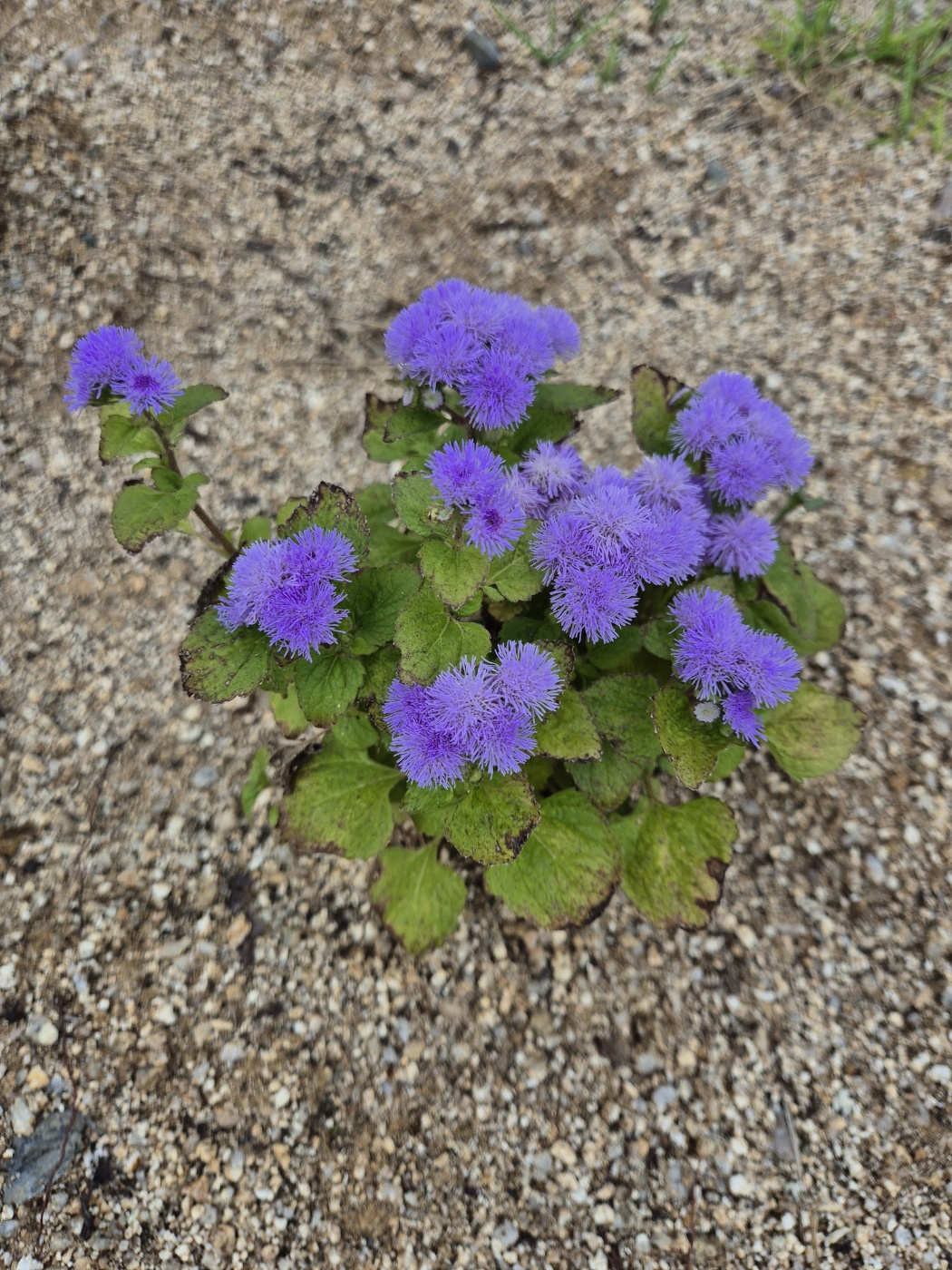 감사 명언 감사 일기 