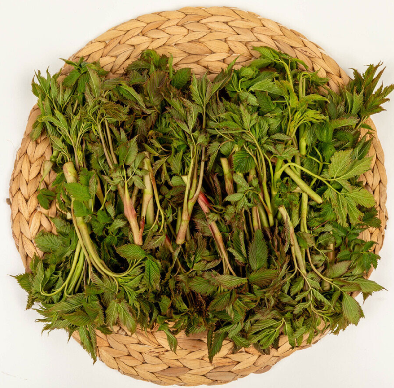 경남 산청 산나물 &lsquo;눈개승마&rsquo; 구매처