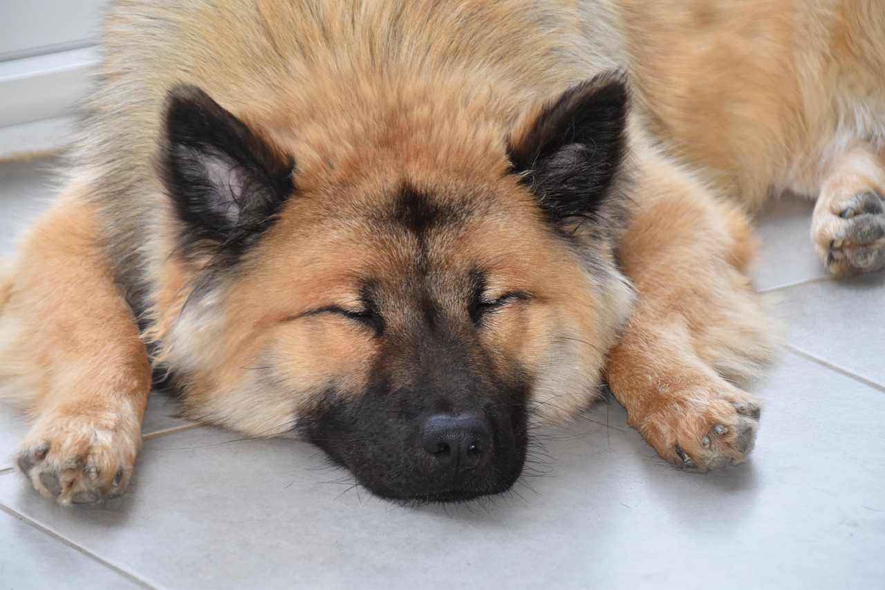 낮잠자는 강아지