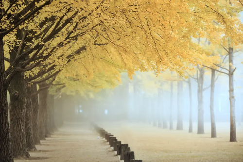 남이섬 단풍