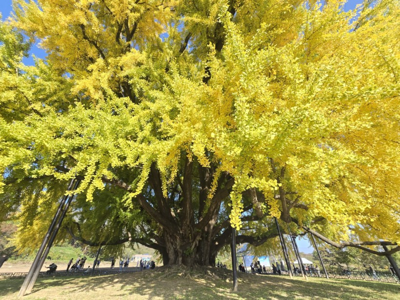 반계리 은행나무 CCTV 어디서 볼 수 있을까? 실시간 뷰 가이드