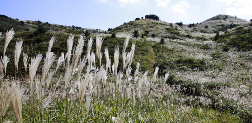 제주도여행 추천 서귀포시 여행코스 - 감귤박물관, 물영아리오름, 따라비오름, 어멍아방잔치마을, 혼인지